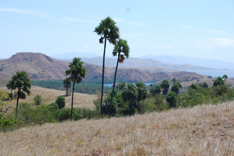 Pohled na ostrov Komodo.