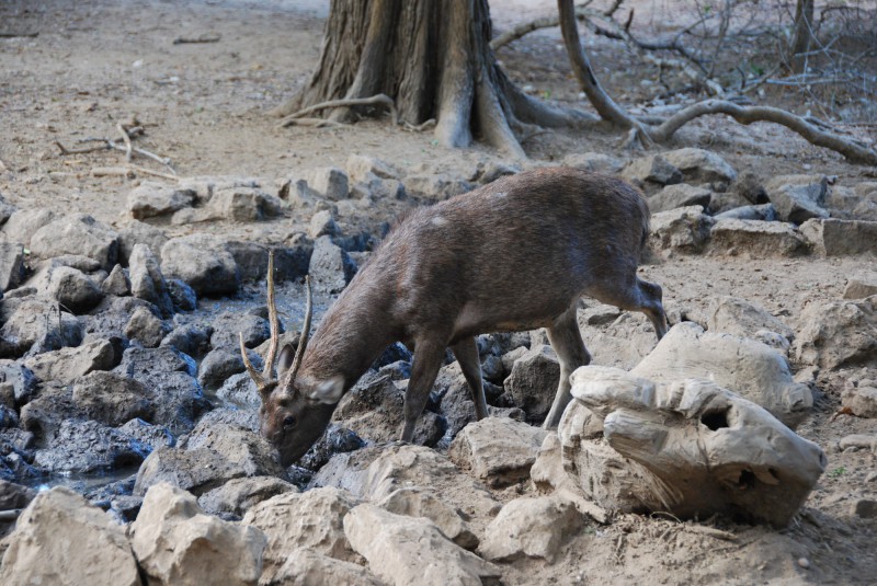 Jelen na ostrově Komodo.