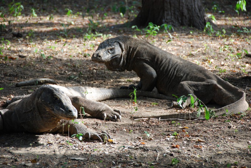 Dva varani v národním parku Komodo.