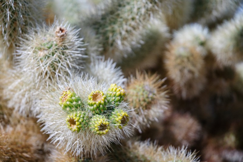 Detail kaktusu v Joshua Tree National Park.