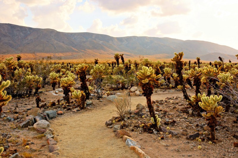 Cholla Cactus Garden Trail.