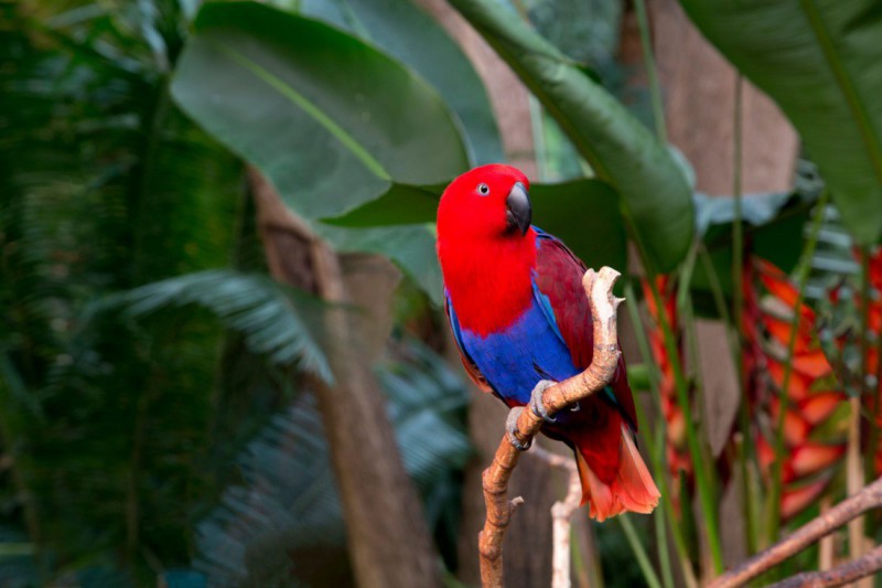 Papoušek v botanické zahradě Bloedel Conservatory.