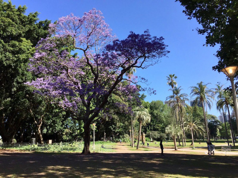 Hyde Park - strom Jacaranda.