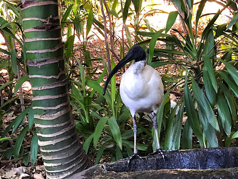  Ibis v botanické zahradě v Sydney.