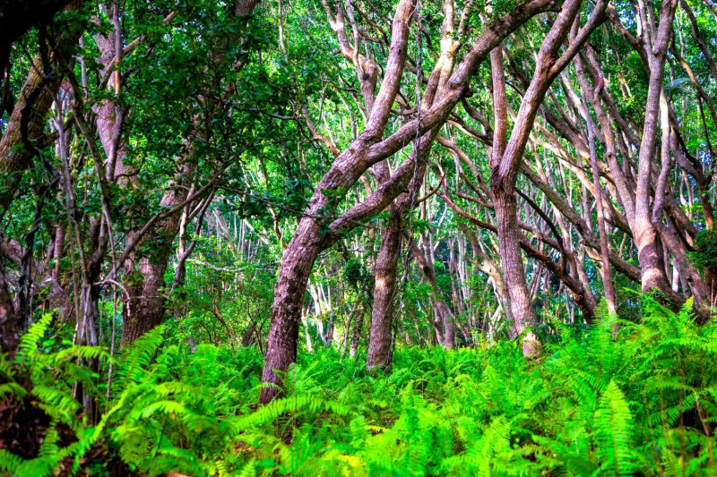 Oáza zelených rostlin v Národním parku Jozani Chwaka Bay.