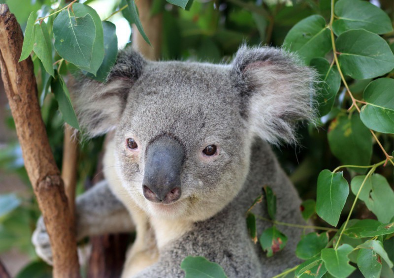 Koala Park Sanctuary