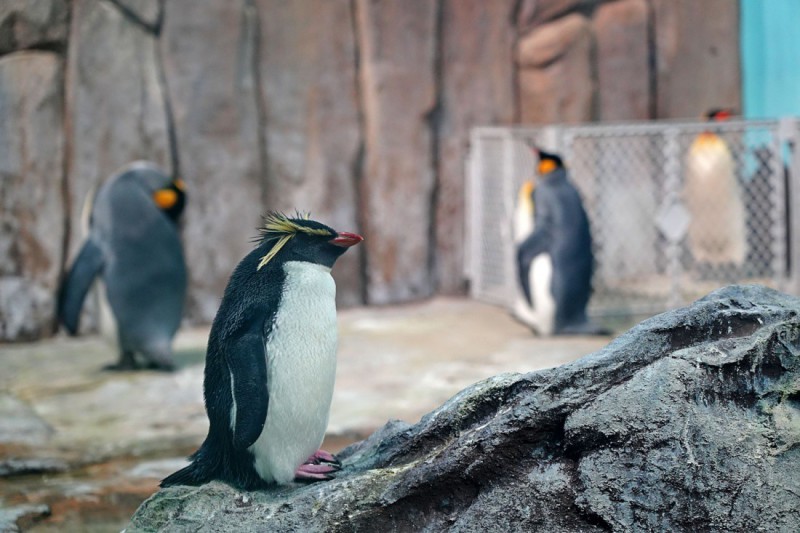 Tučňáci v Montreal Biodome.