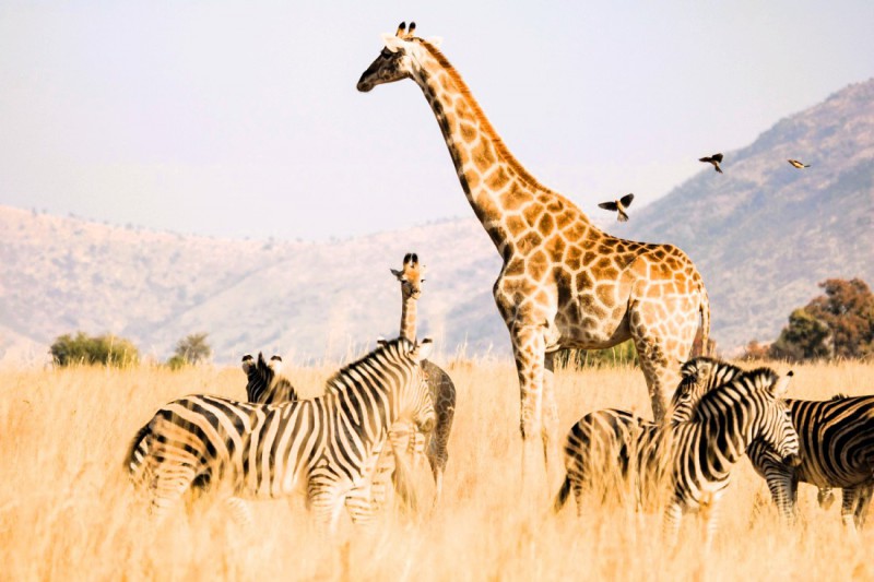 Národní park Pilanesberg.