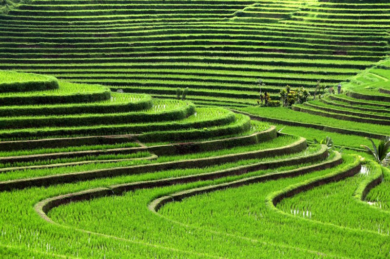 Rýžové terasy na Bali.
