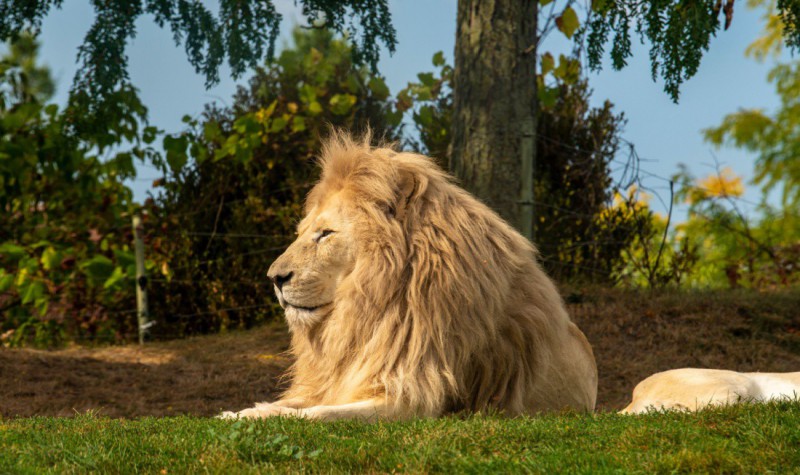 Lev v torontské ZOO.