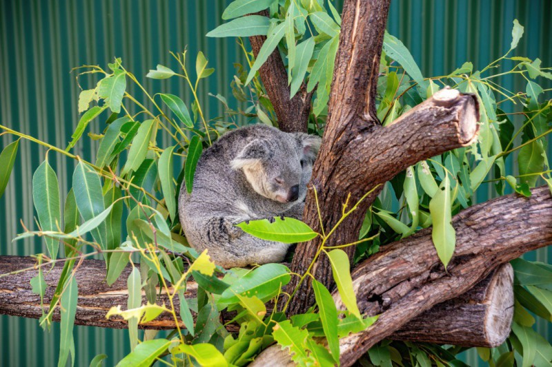 Spící koala v rezervaci Wildlife Habitat.