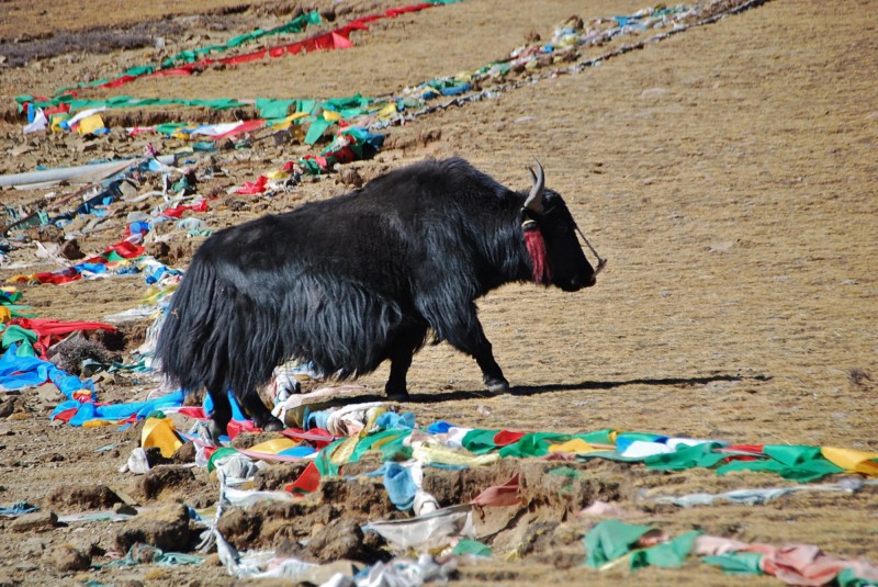 Yak v Tibetu.