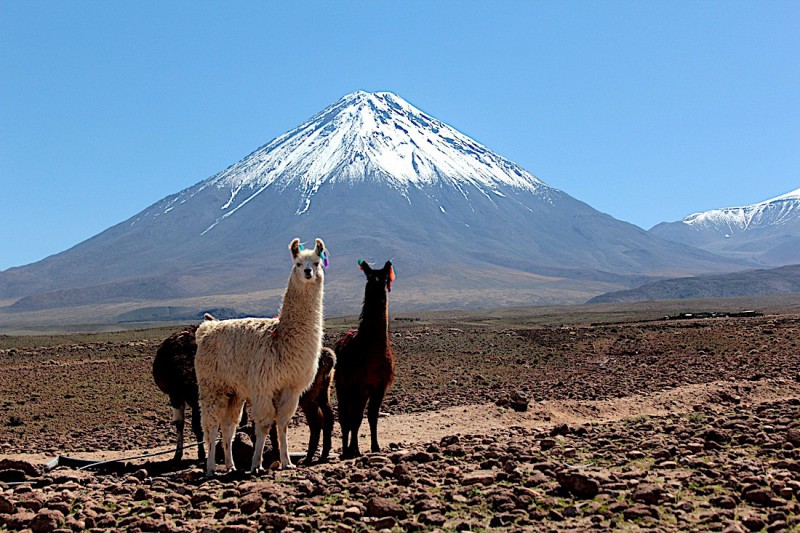 Alpaky v poušti Atacama.