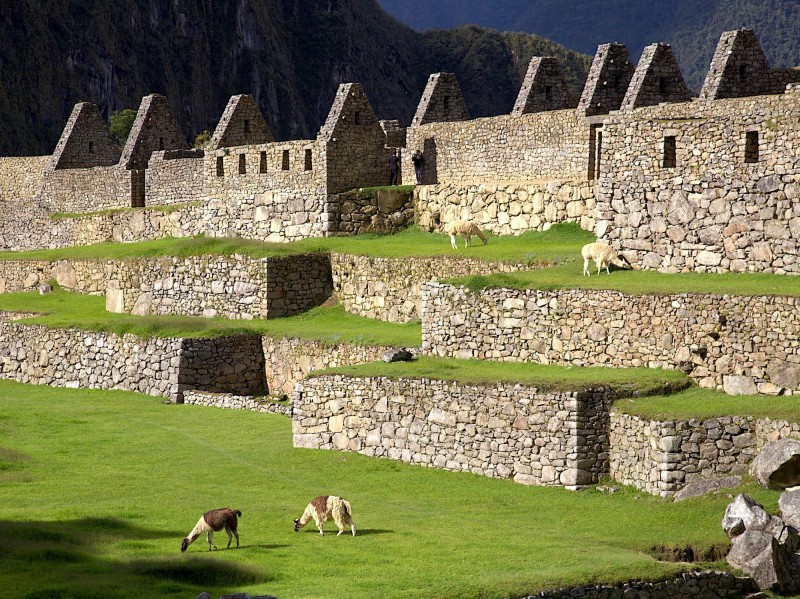 Lamy na Machu Picchu.