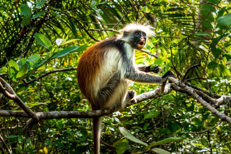Opice Guaréza červená na stromě.