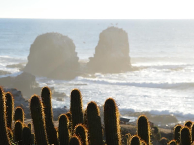 Pohled přes kaktusy na pláž Punta de Lobos v Chile.