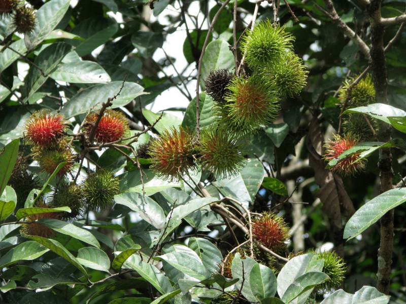 Ovoce rambutan.