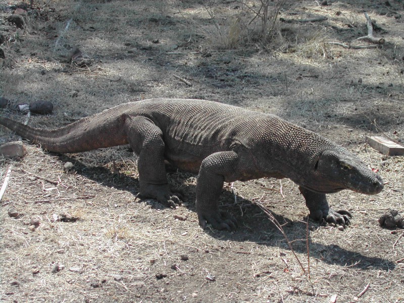 Varan na ostrově Komodo.