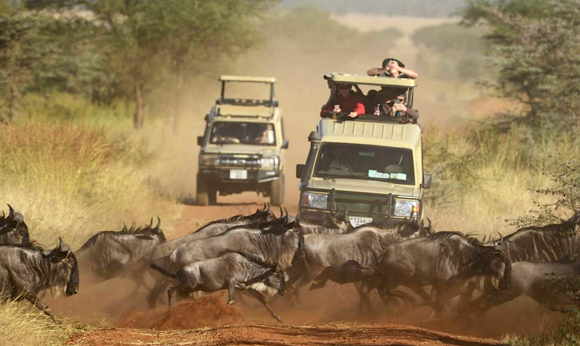 Co je to safari v Africe?