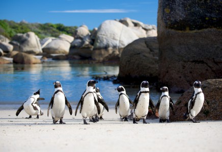 Simons Town - kolonie tučňáků v národní parku Boulders