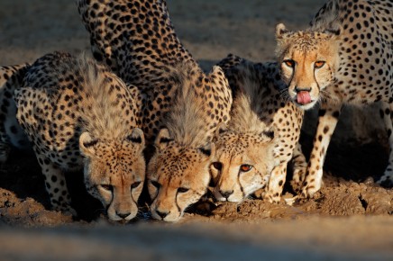 Představíme Vám i Národní park Kruger plný leopardů