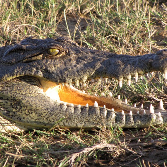 Jar Namibie Botswana Zimbabwe Poznavaci Zajezd Ck Sen