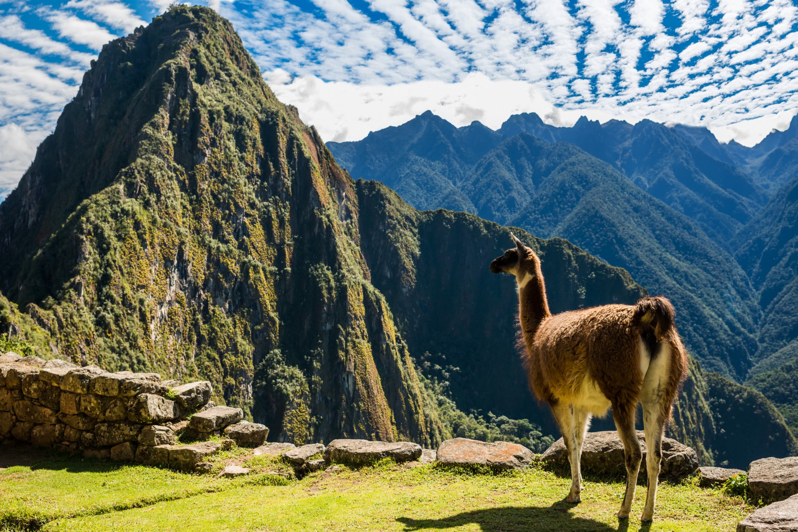 Lama na Machu Picchu